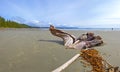 Panoramic view of Long Beach in Tofino, Vancouver Island, Canada